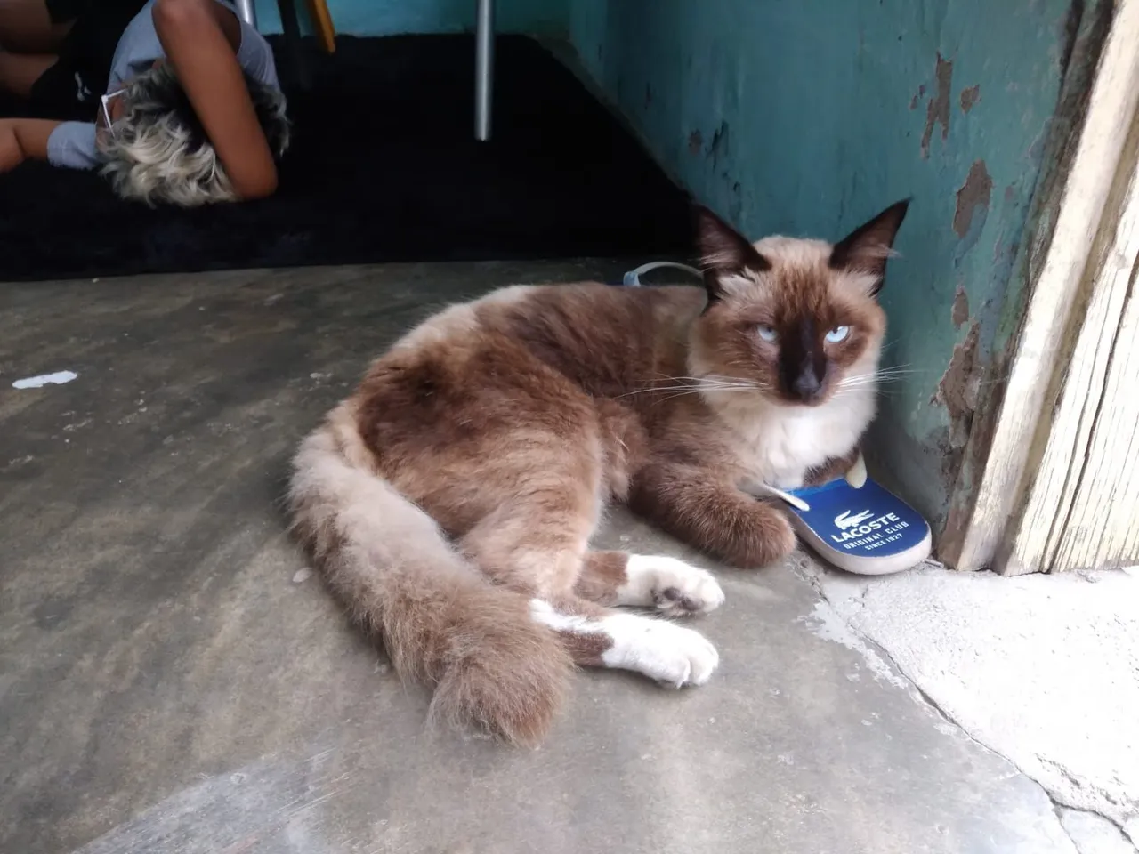 Gato Siamês - Linda Raridade