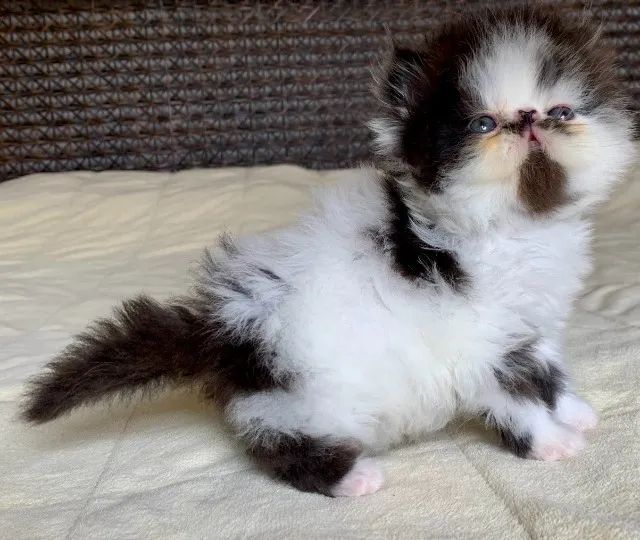 Show De Gata Persa filhote Feméa bicolor pelo longo extremada,C/37 Dia P/Reserva Linda - Foto 3