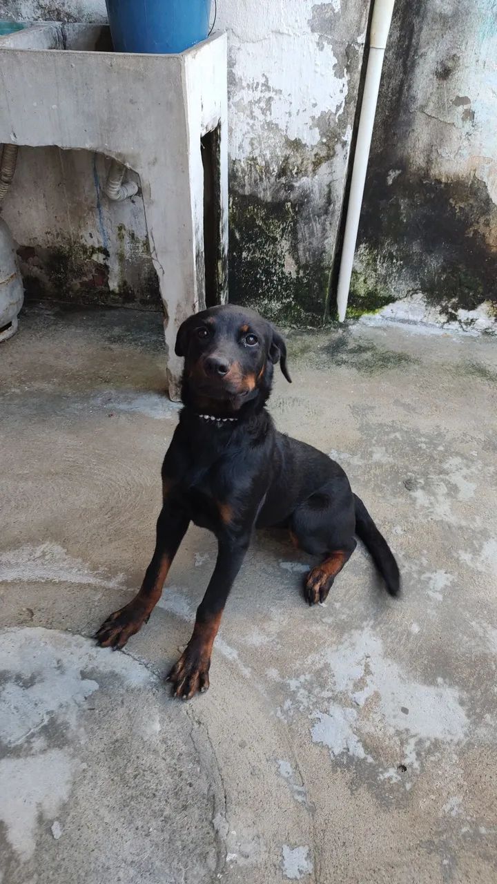 Filhote de rottweiler fêmea