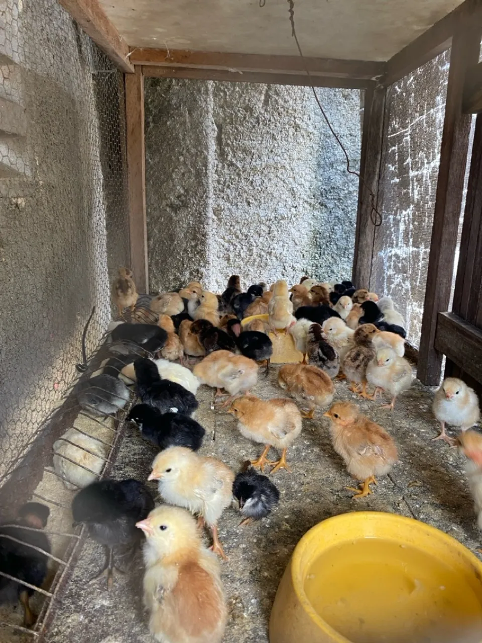 Pintos de um dia para venda