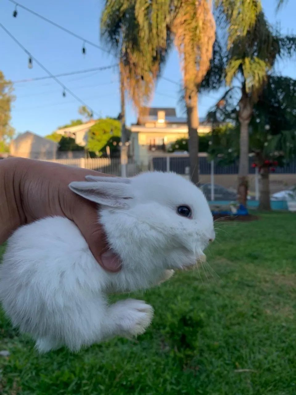 Coelhos Anao Netherland 