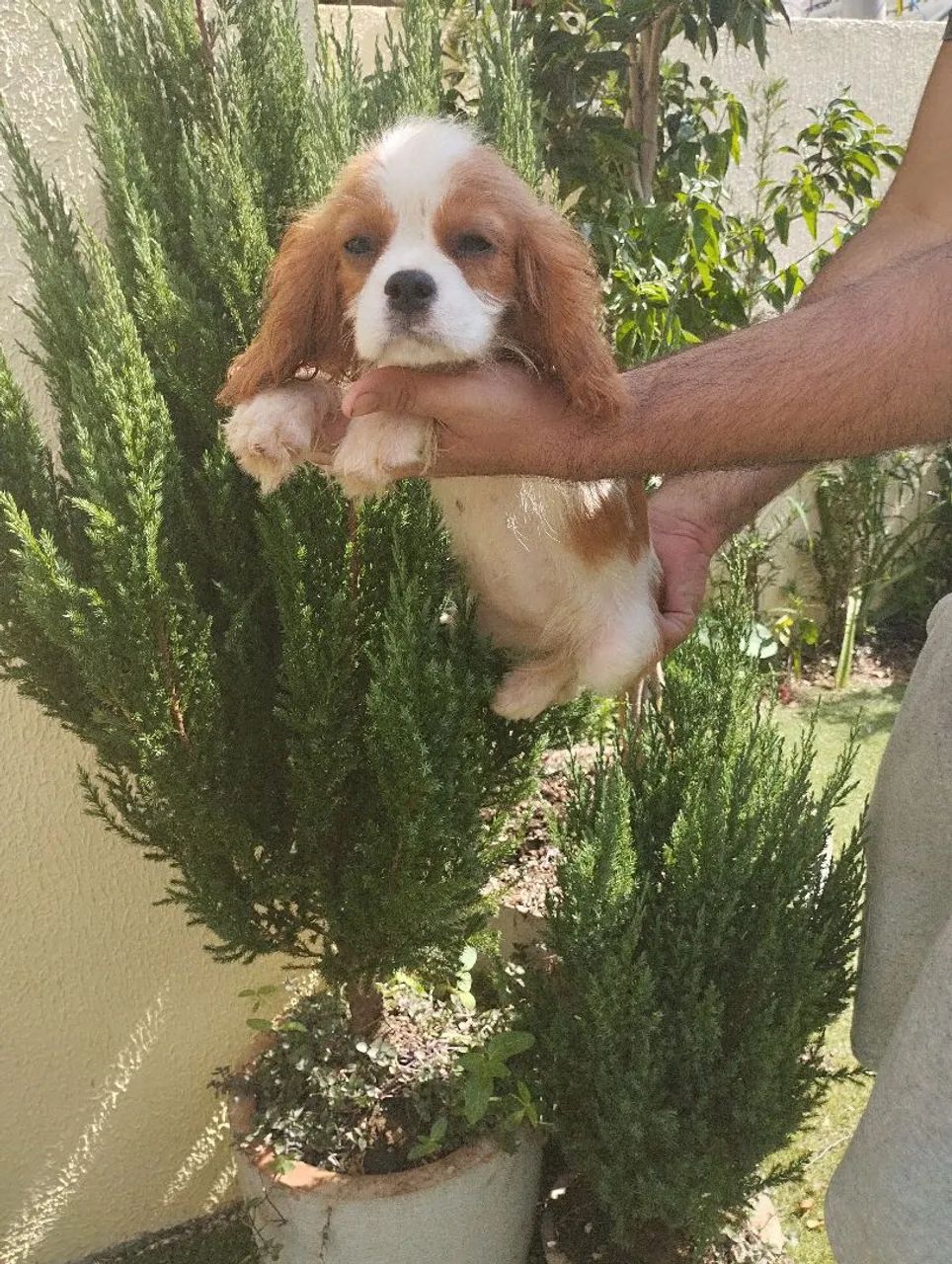 Filhote de Cavalier King Charles Spaniel disponível