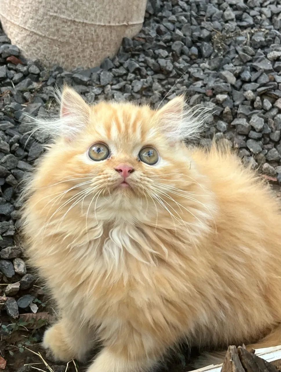 Gatinho Persa - dócil e brincalhão  - Foto 2