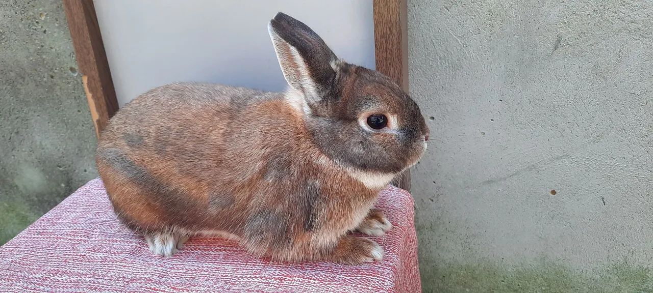 COELHO NETHERLAND DWARF ANÃO!! - Foto 6
