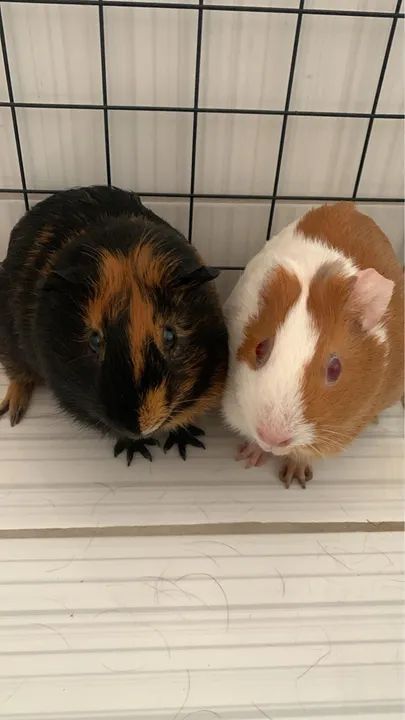 Porquinhos da Índia - Foto 3