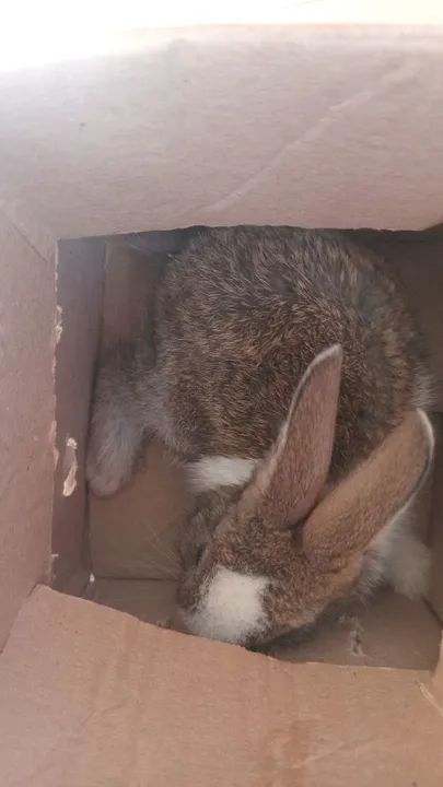 Coelhopra doação  - Foto 2