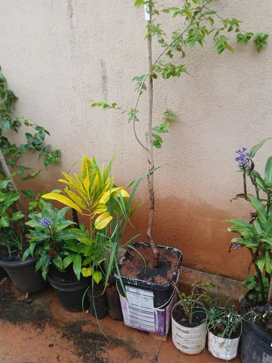 Muda de planta pitanga vermelha e Uva as duas produzindo - Foto 4