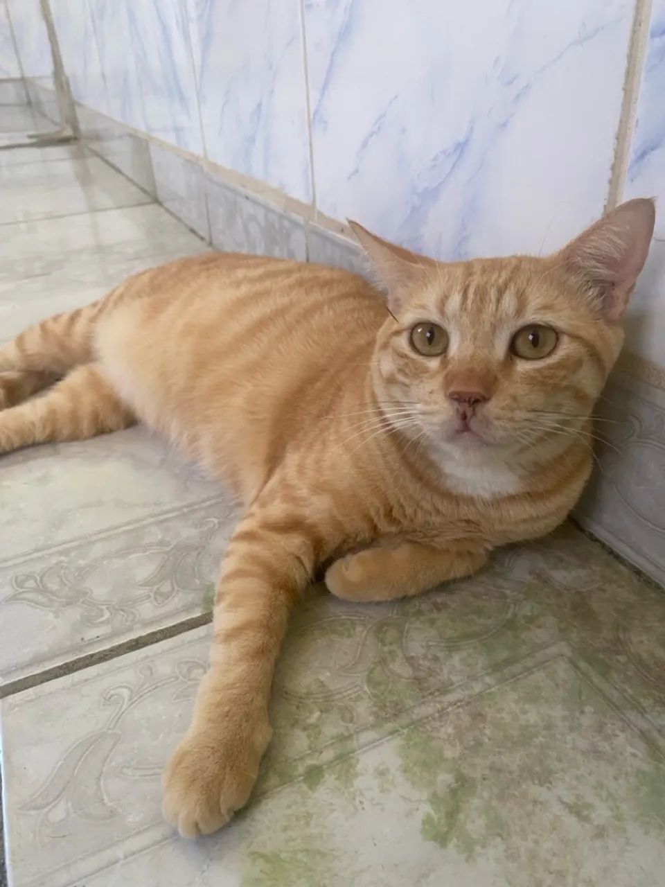 Doando gatinho - Foto 4