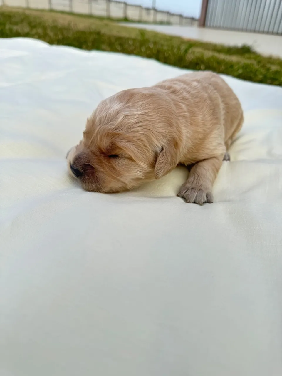 Filhote Golden Retriever