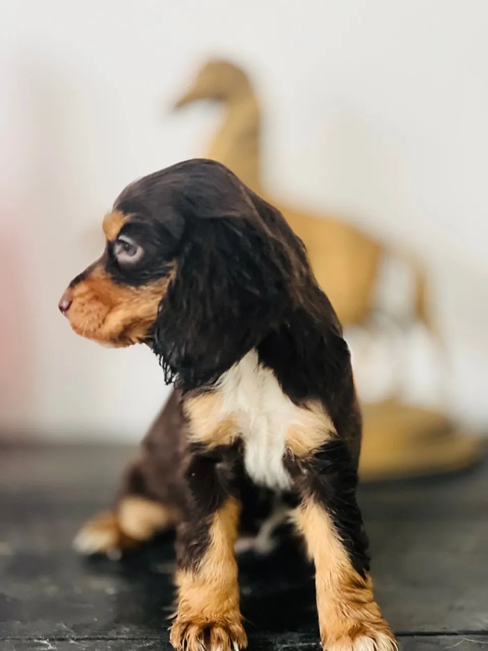 Filhote de Cocker Spaniel Inglês - Foto 2