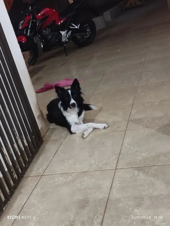 Fêmea border Collie 