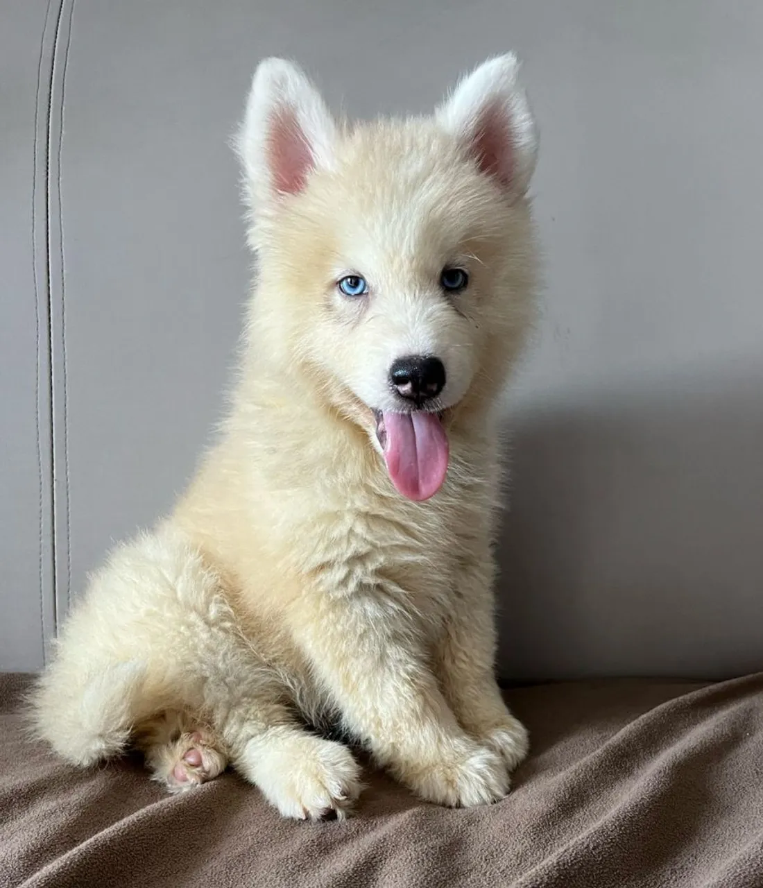 Filhote Husky Siberiano de Olhos Azuis