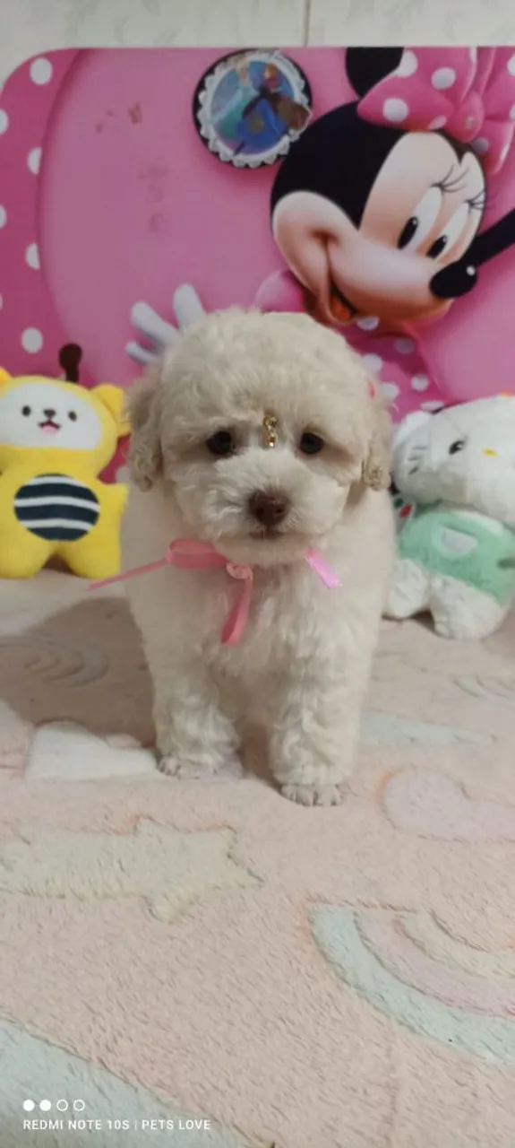 Poodle Toy fêmea - Última disponível