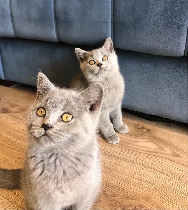 Gatinhos da raça British Shorthair Cinza Fofos de mais! - Foto 5