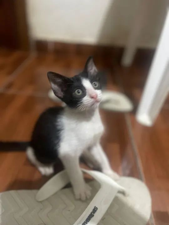 Gatinho disponível para adoção - Foto 3