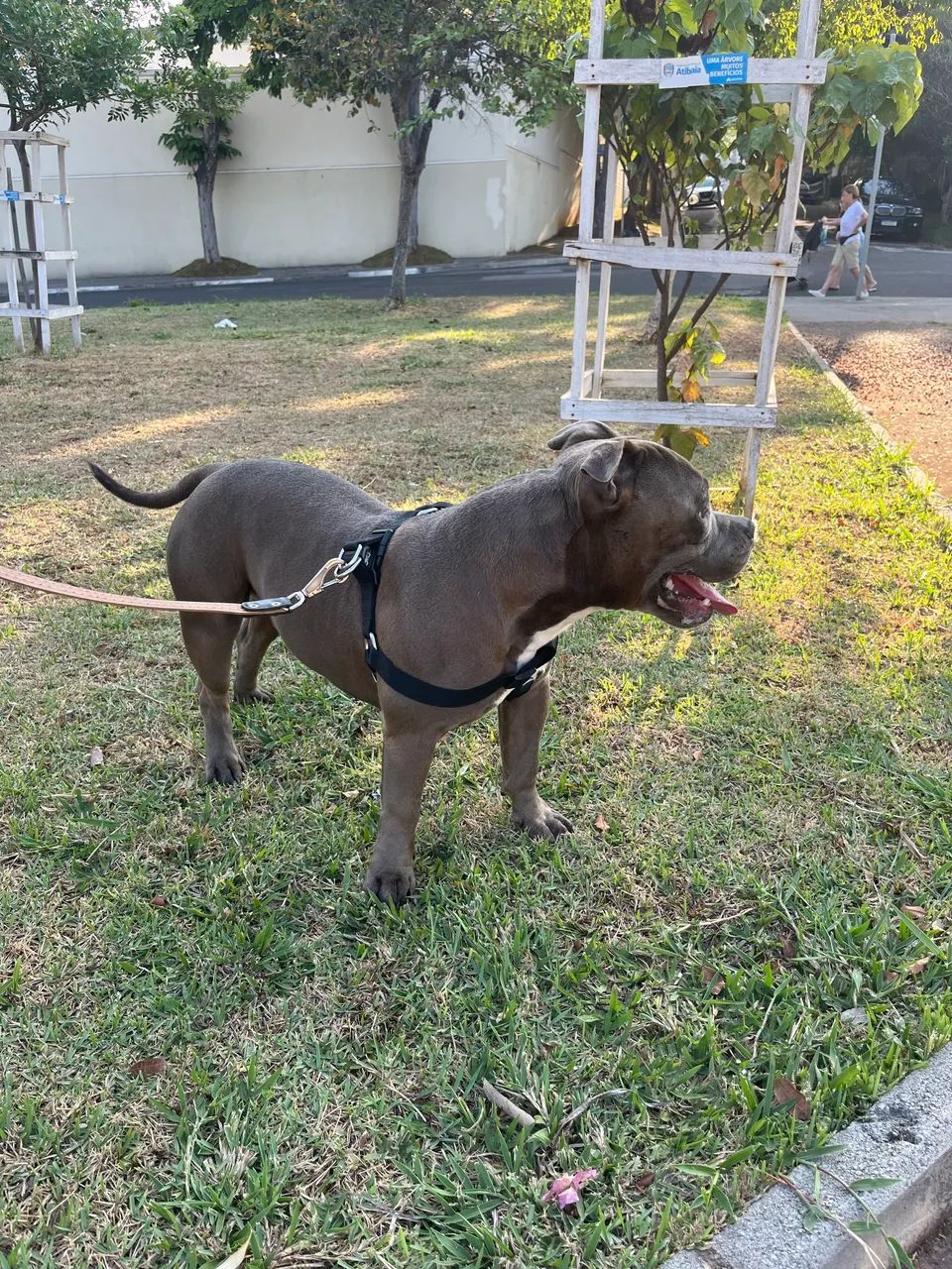 Cobertura/cruza american bully R$ 3.000 - Foto 4