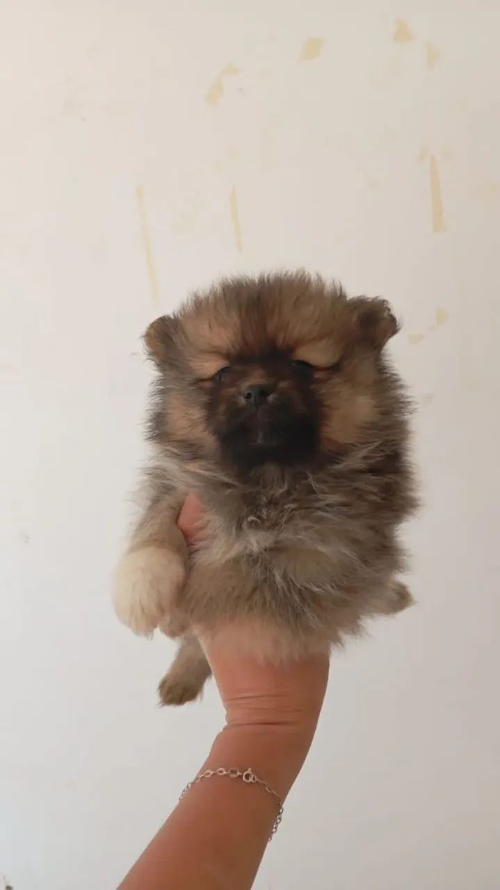 Spitz 