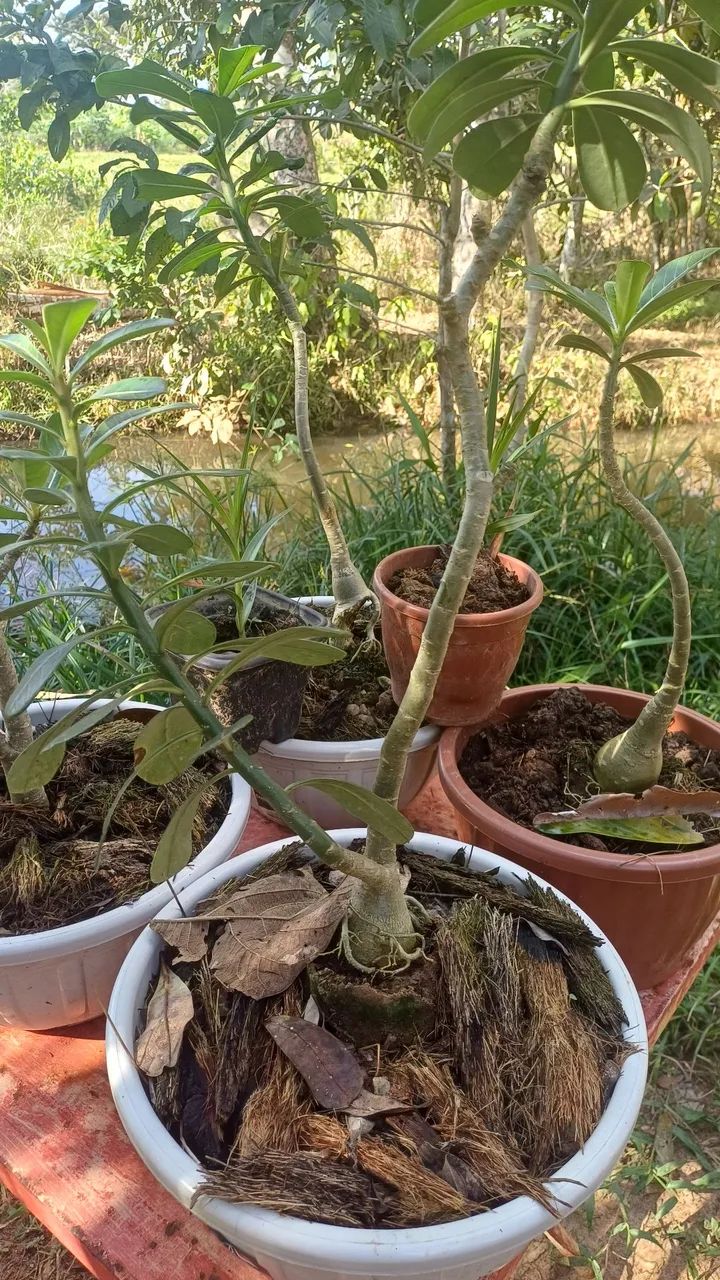 Vendo Rosas do Deserto