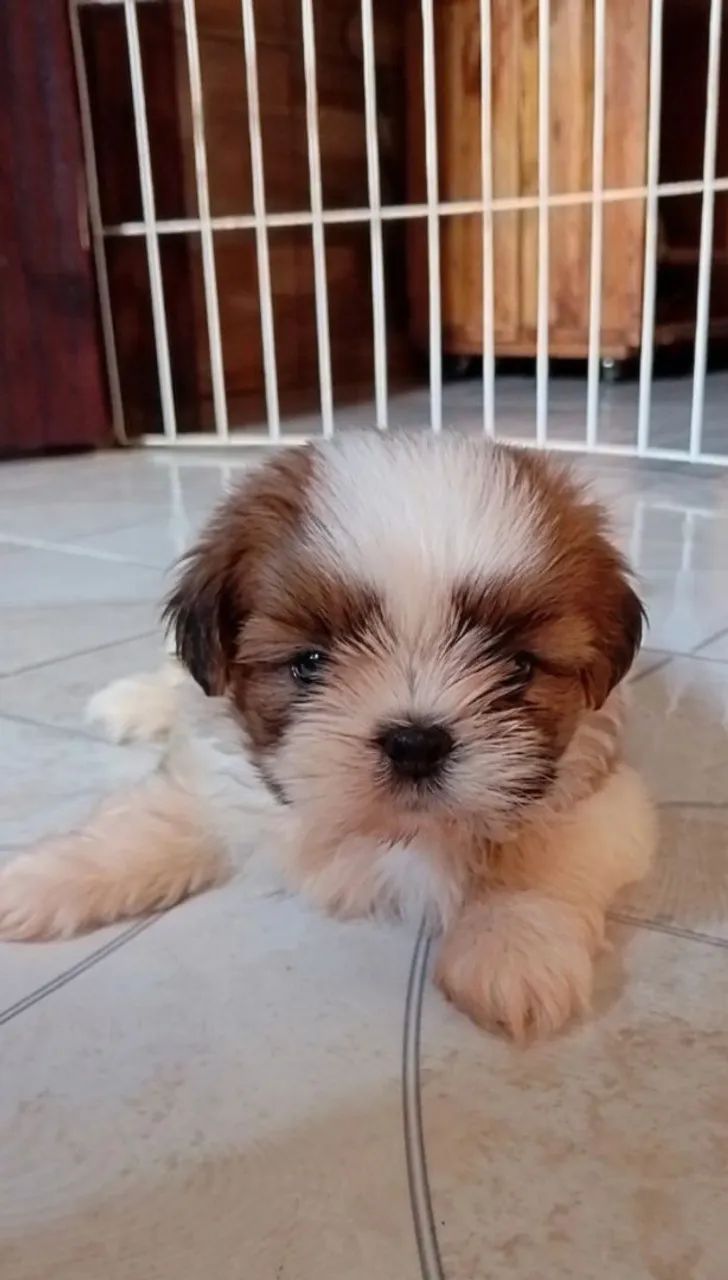 Shih Tzu  - Foto 3