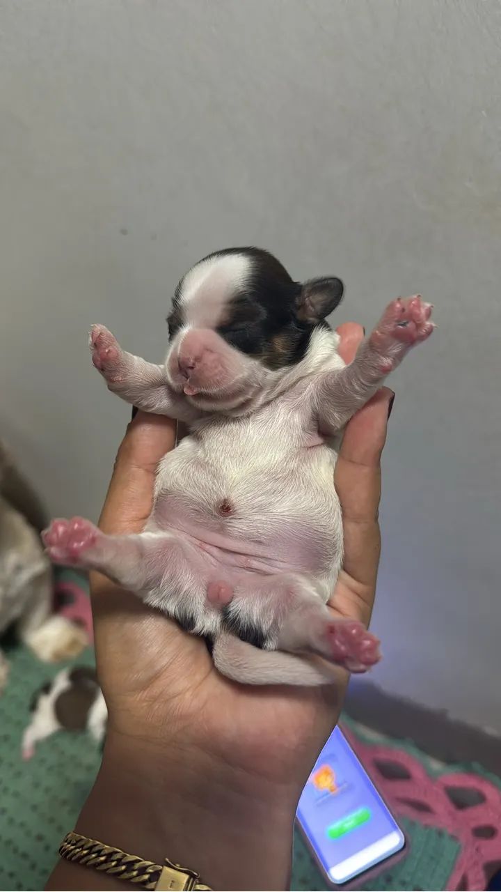 Vendo 2 cachoro macho raça shih tzu  - Foto 3