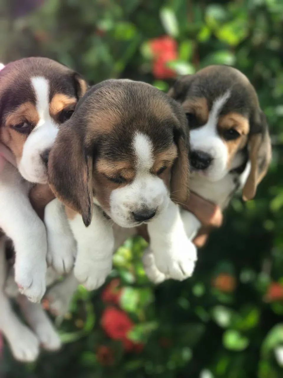 Beagle 13polegadas com pedigre disponíveis para venda  - Foto 2
