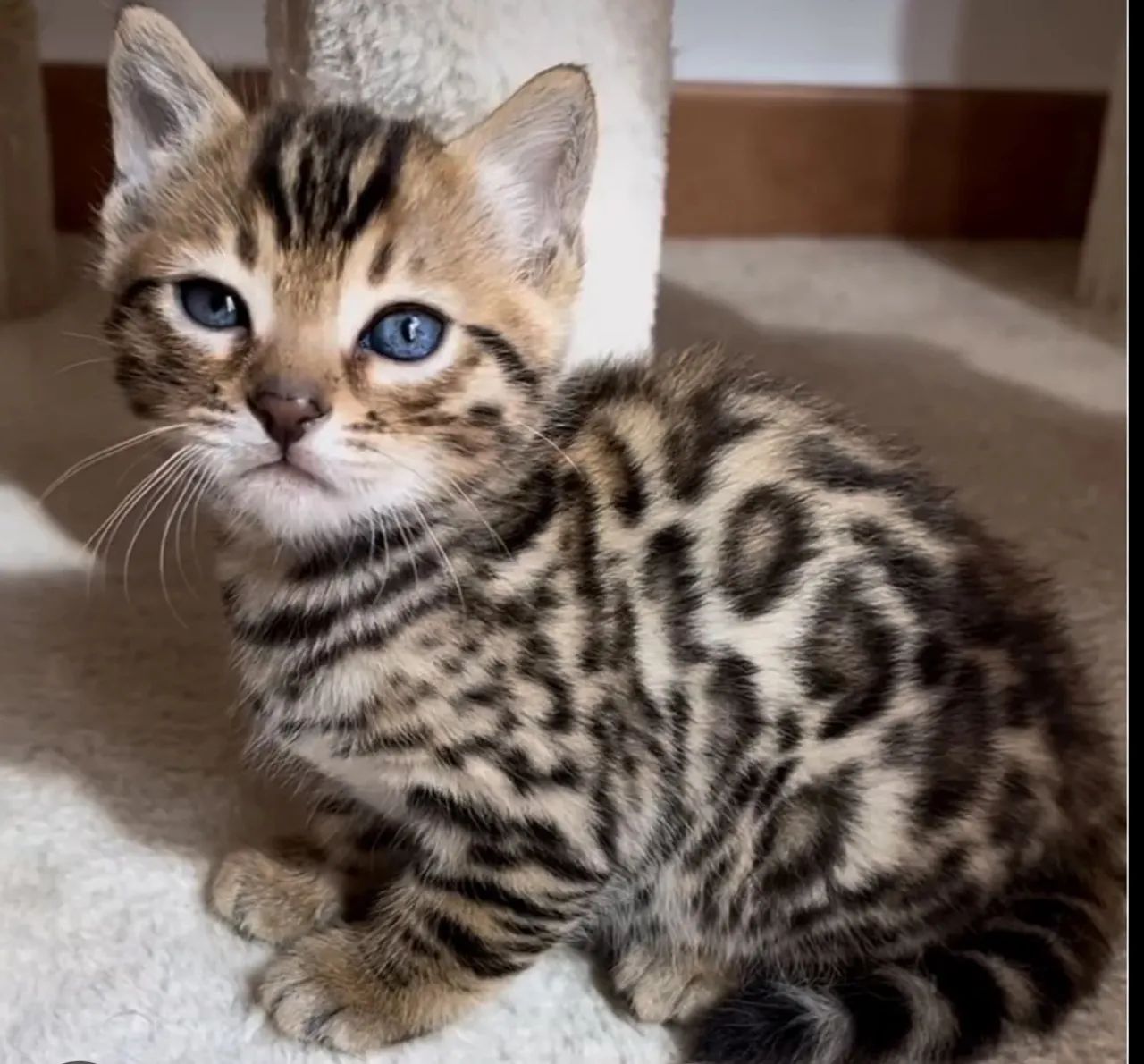Bengal