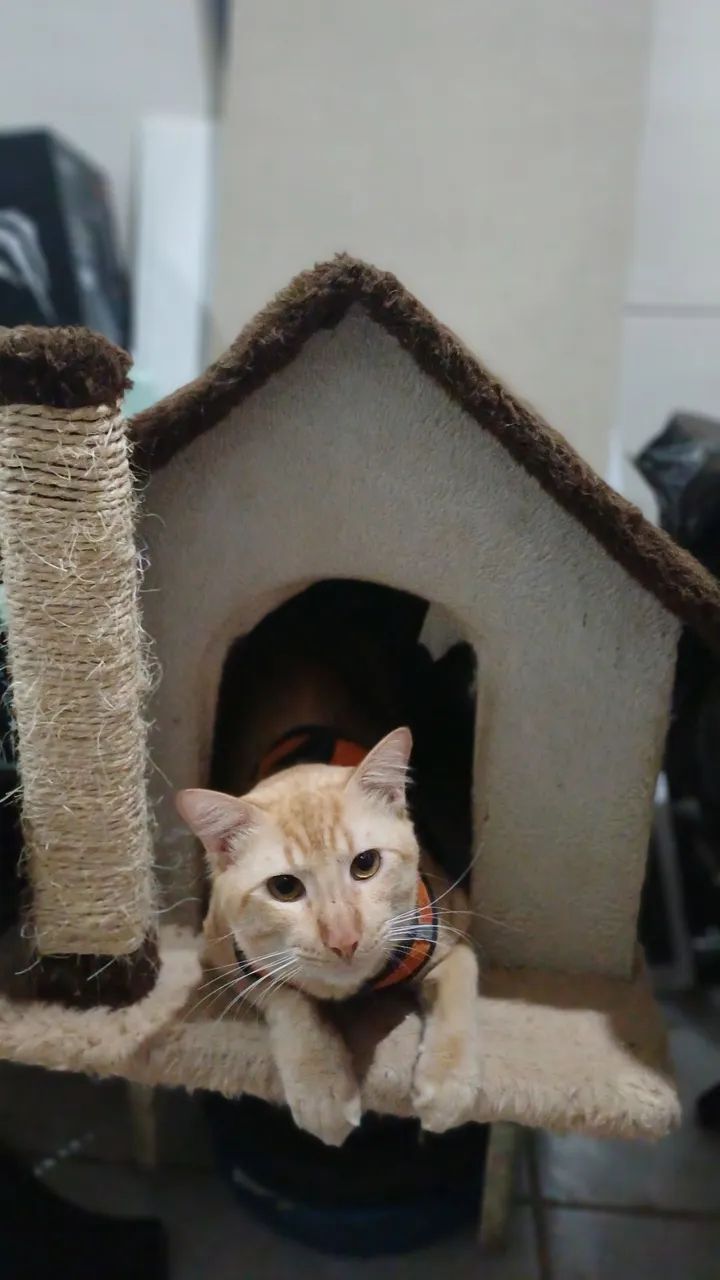 Casa para gato - Foto 2