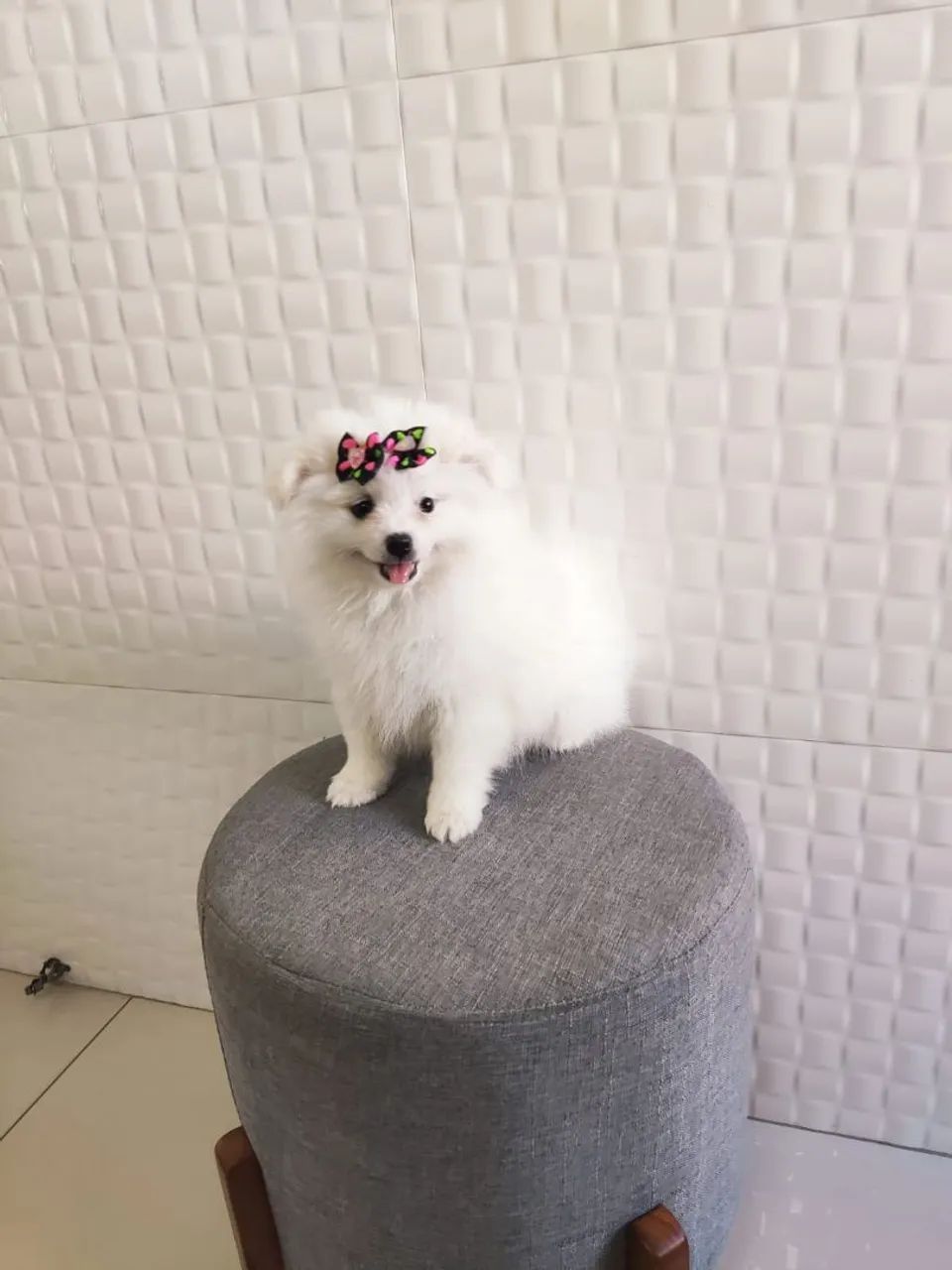 Spitz alemão 