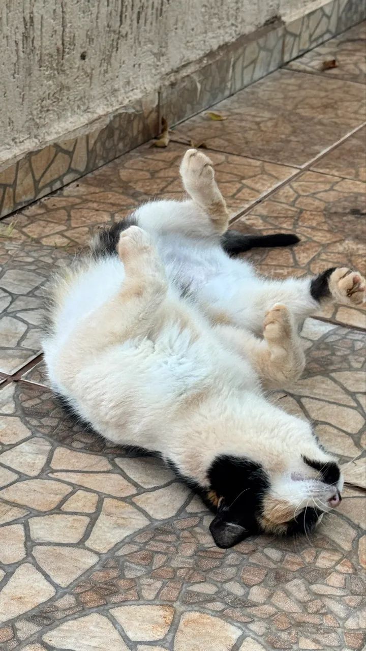 Gato  - Foto 2