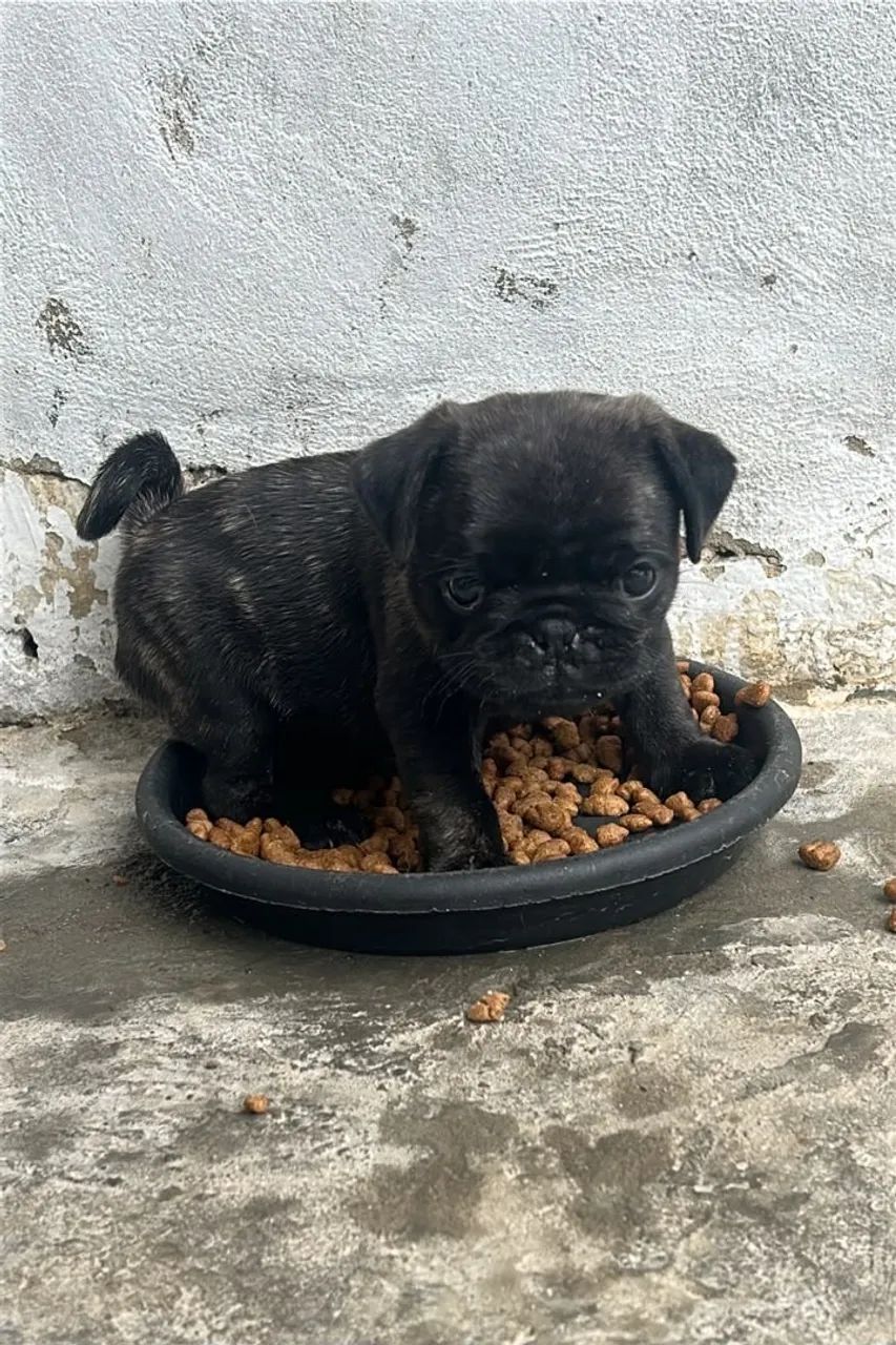 Pug legítimo  - Foto 5