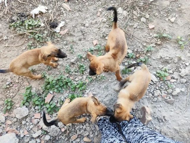 FILHOTES PASTOR MALINOIS - Foto 3