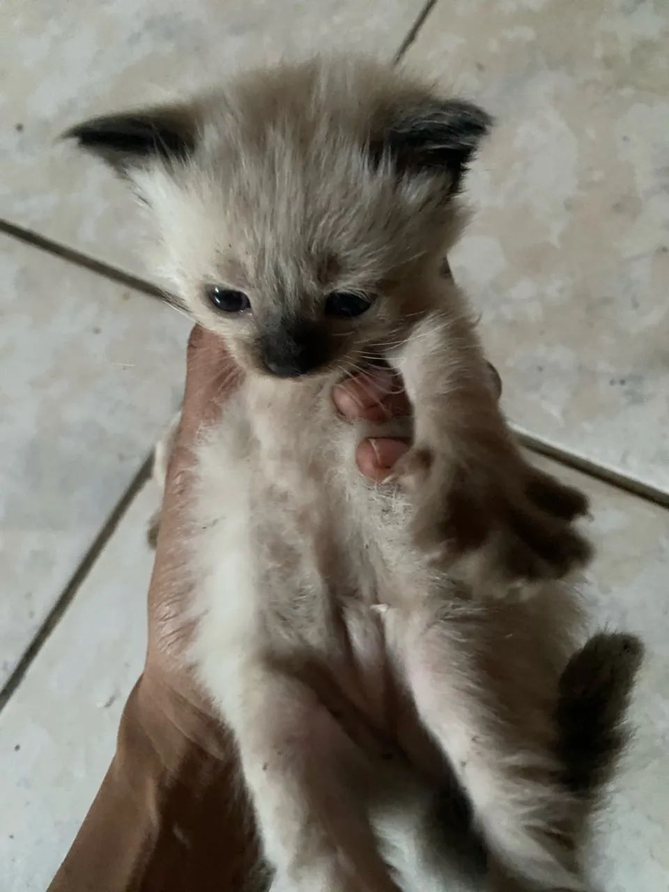 Doa se gatinhos - Foto 3