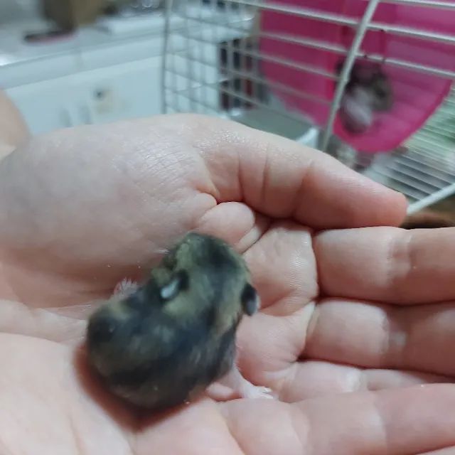 Hamster Russo Anão - Foto 2