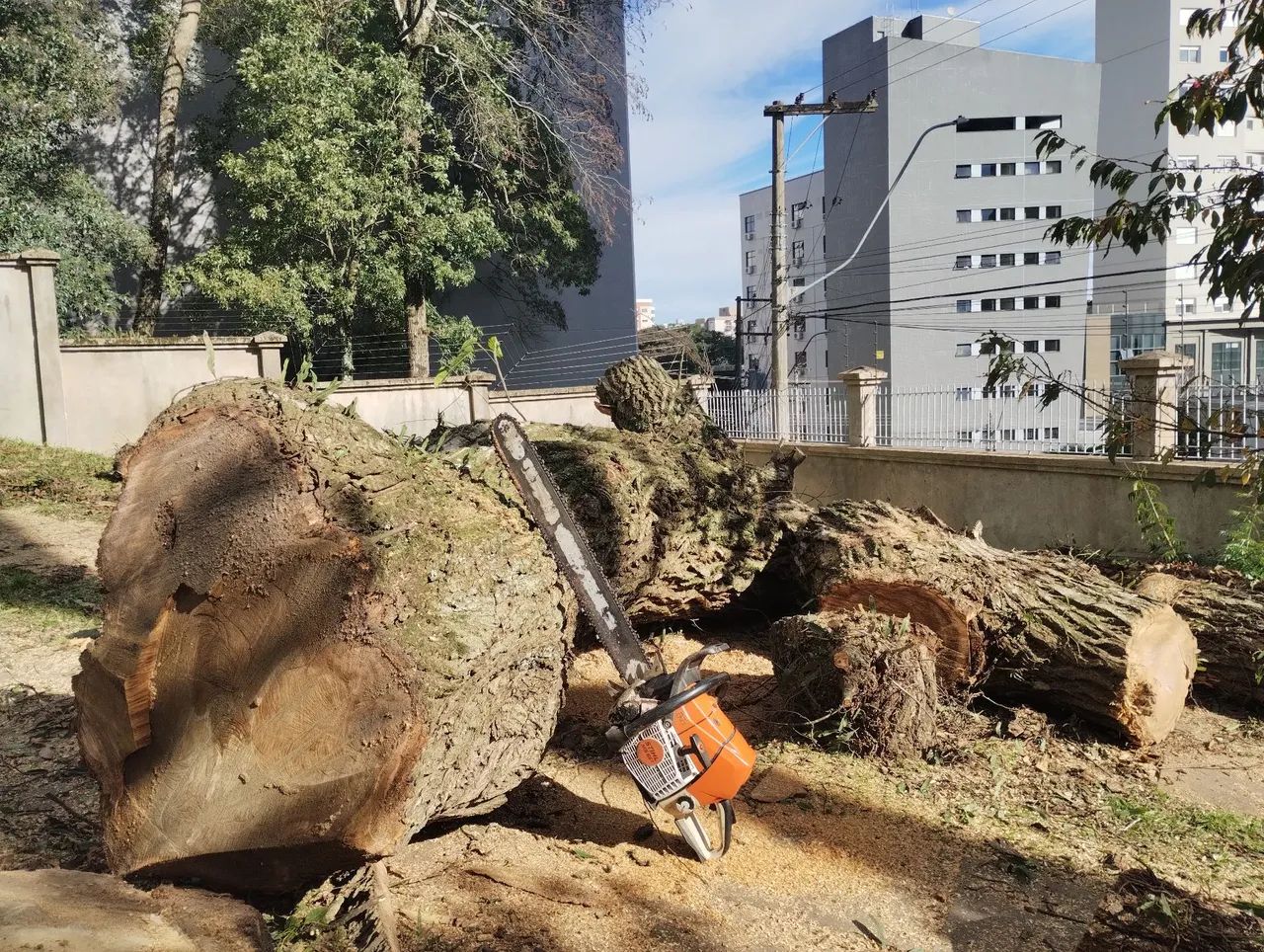 Serviço poda corte  - Foto 2