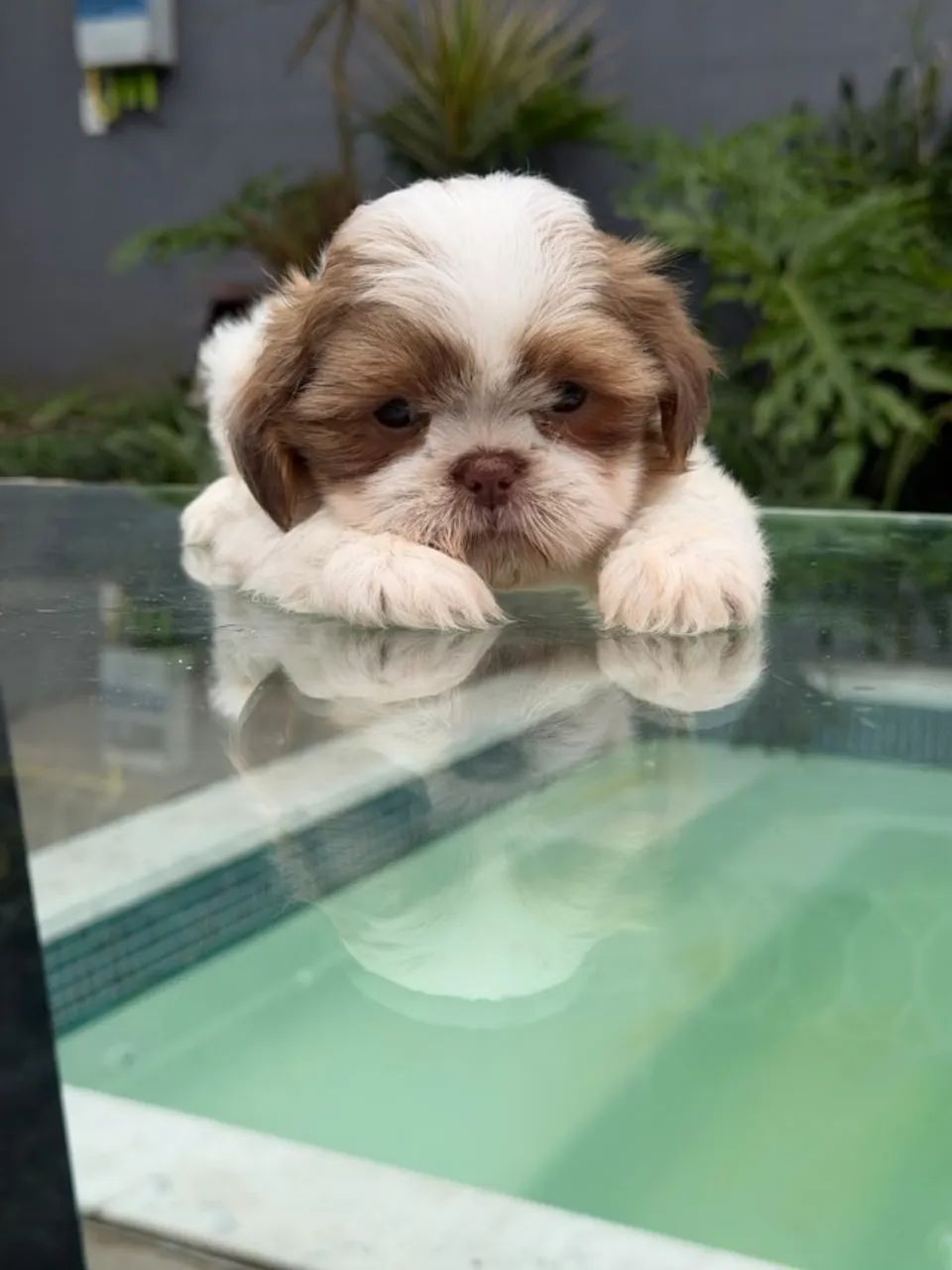 Shih Tzu