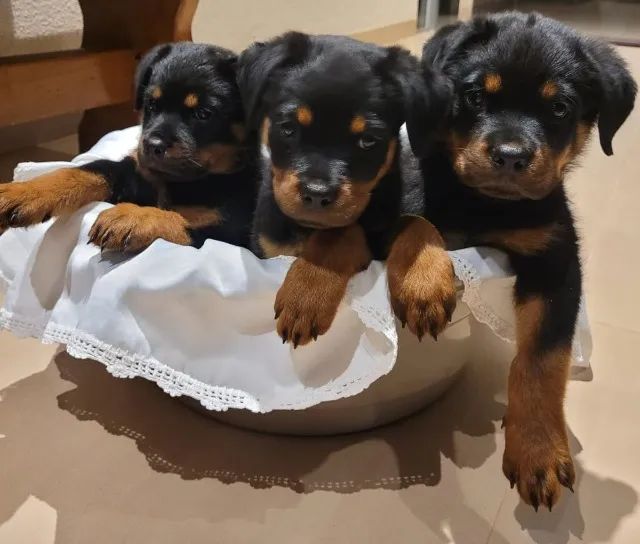 Vendo Filhotes de Rottweiler Com Pedigree  - Foto 2