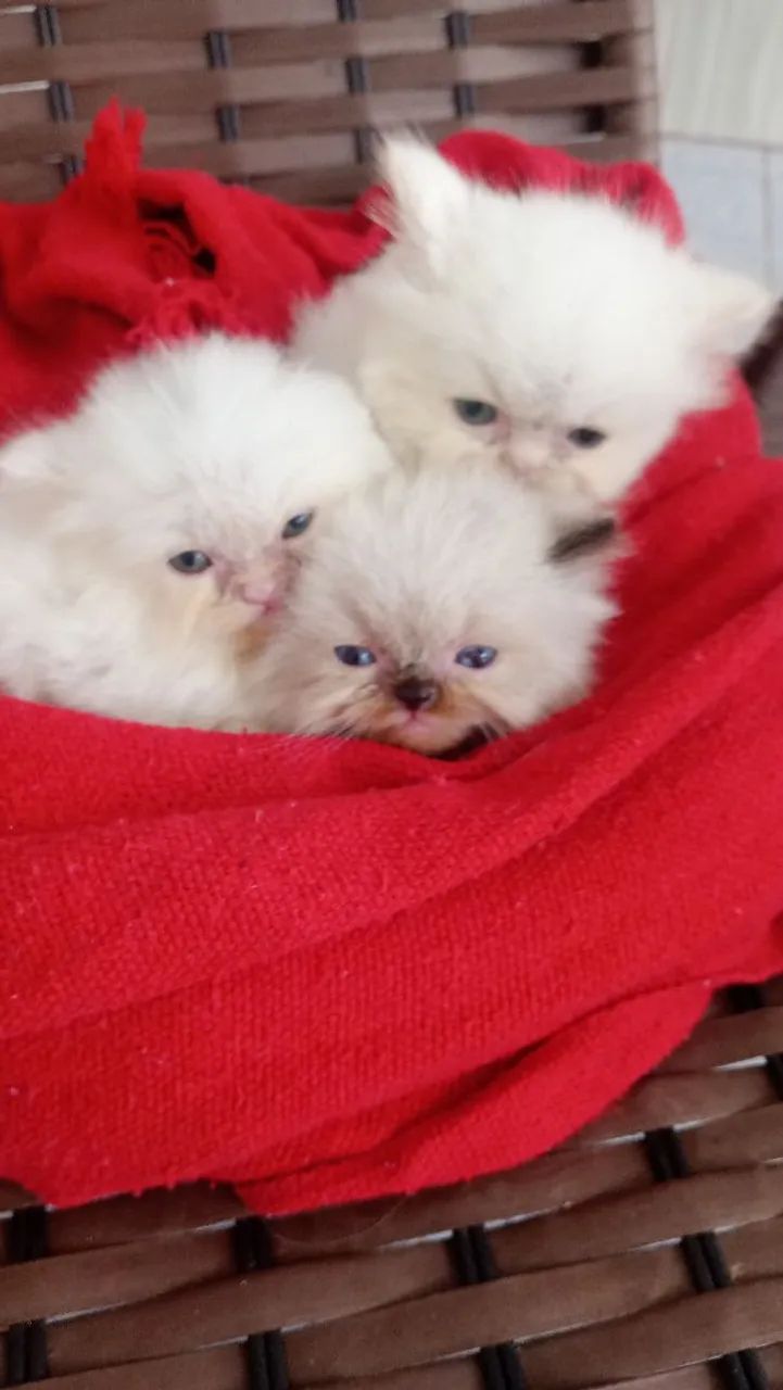 gato persa 