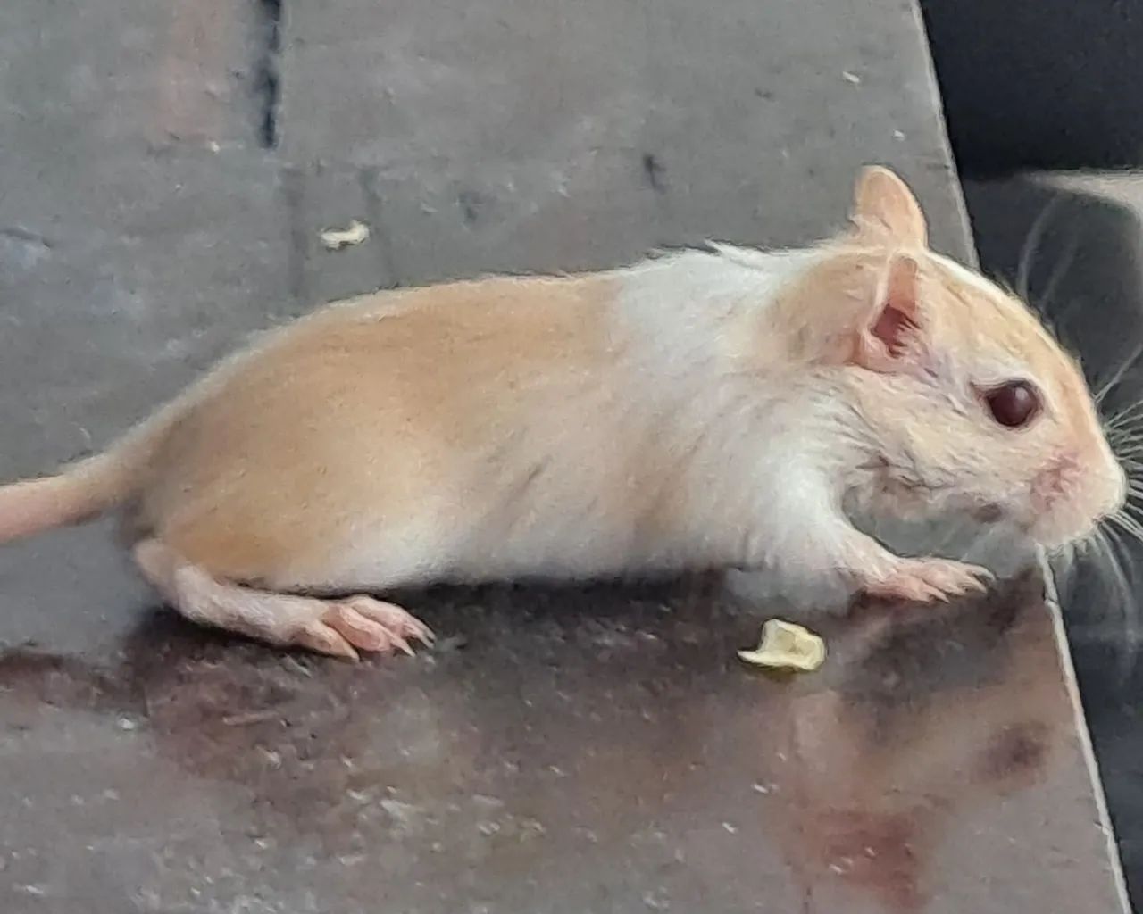 Esquilo da mongolia Gerbil Honey Cream Light Fox - Foto 2