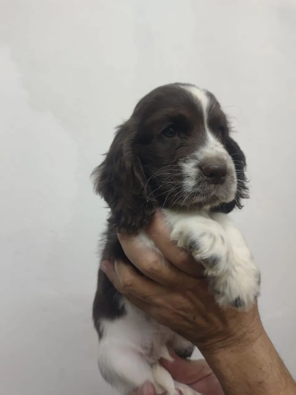 Filhote cocker spaniel inglês macho Fígado com branco 