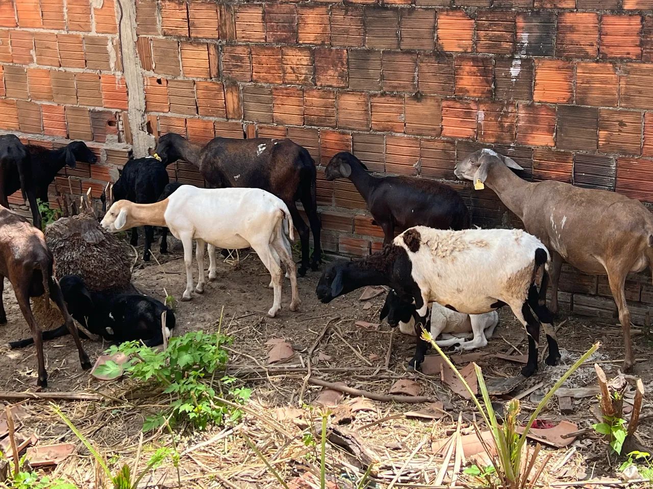 Ovelhas  - Foto 4