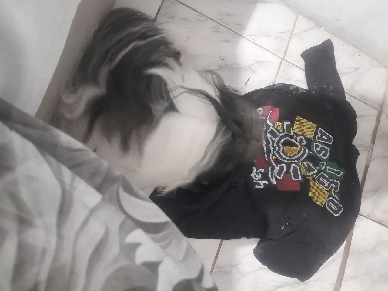 Cachorro  - Foto 5