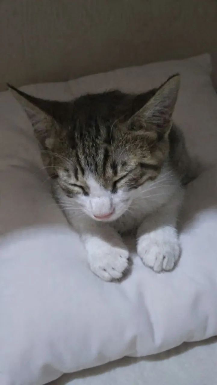 Doação Responsável urgente!