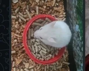 Hamster Sírios 