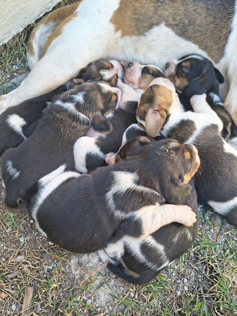 FILHOTES DE BEAGLE  - Foto 4