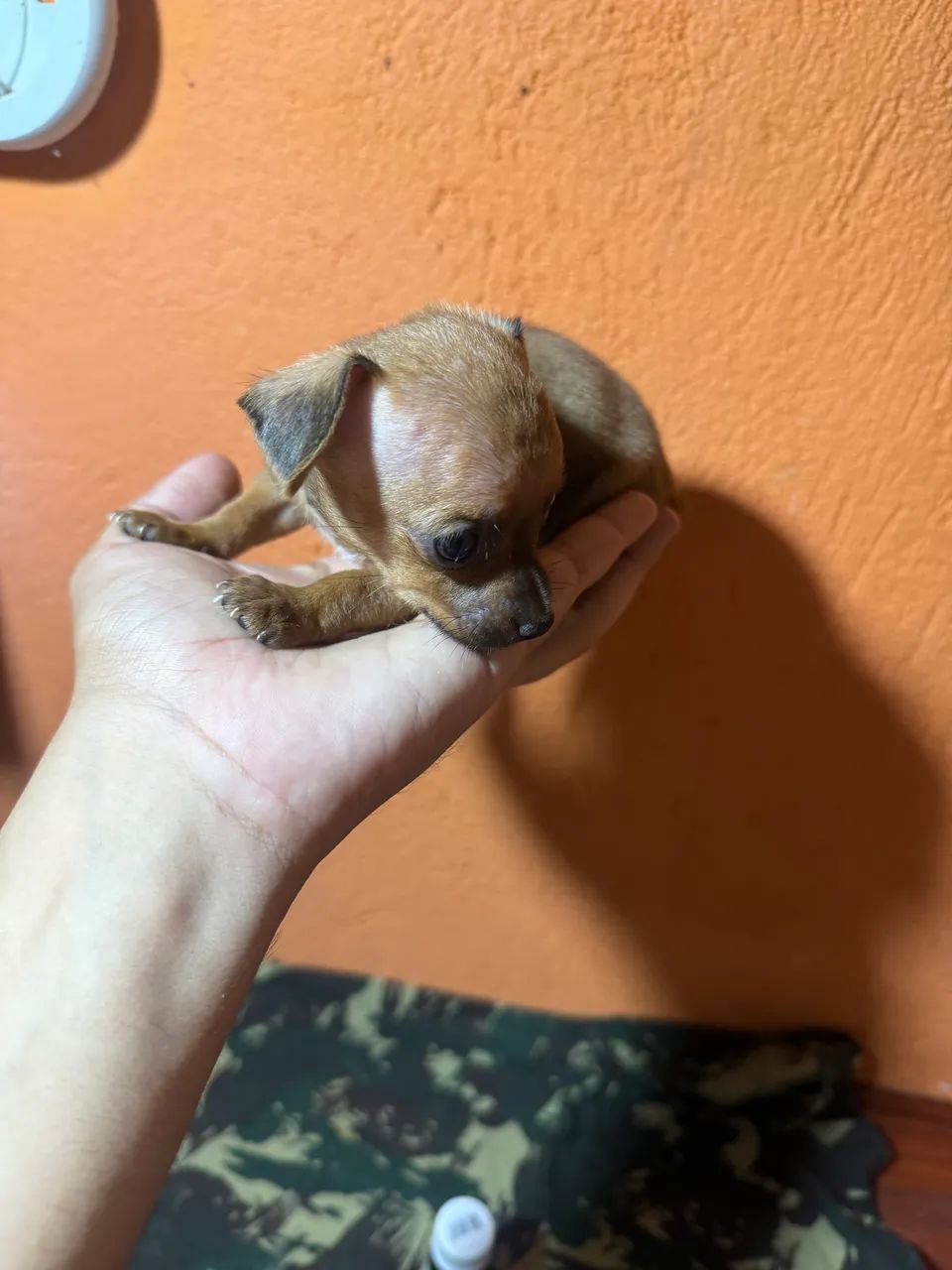 Filhotes Pinscher micro e zerinho 