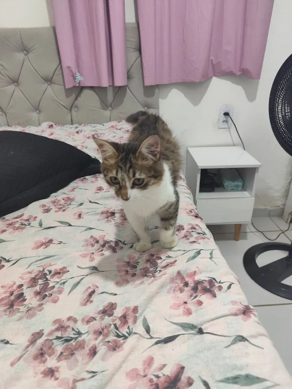 Doação de gato  - Foto 3
