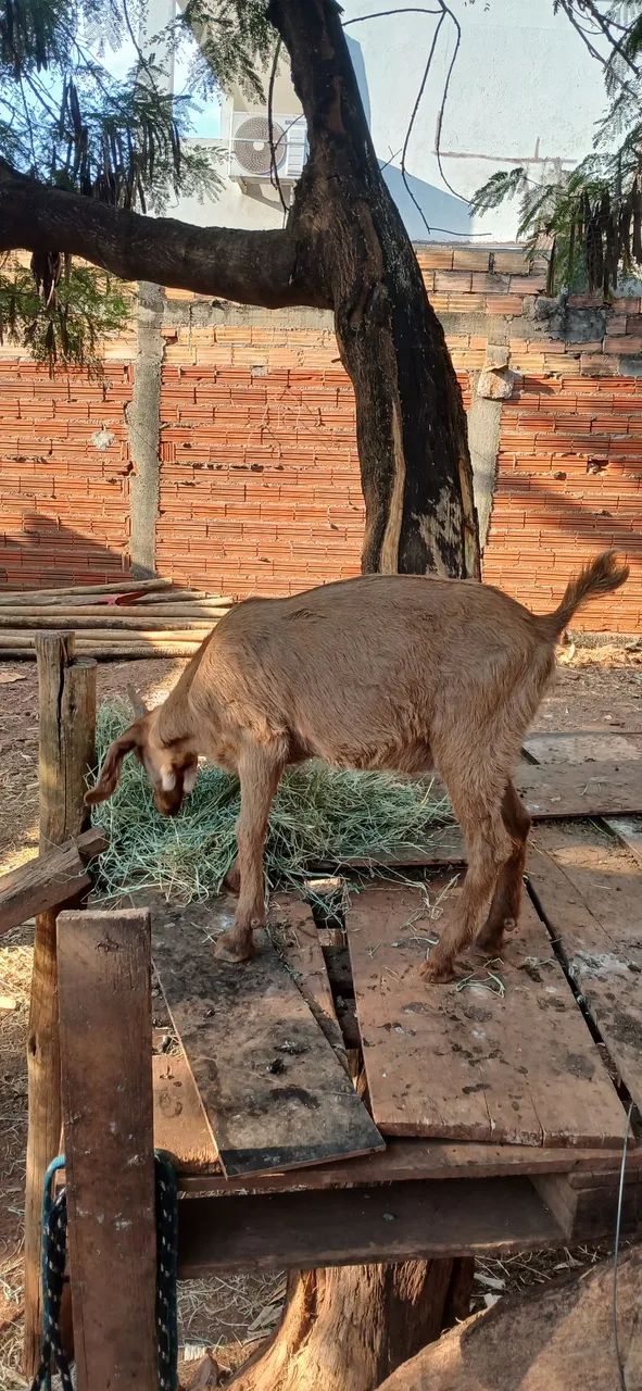 Cabrito macho - Foto 4