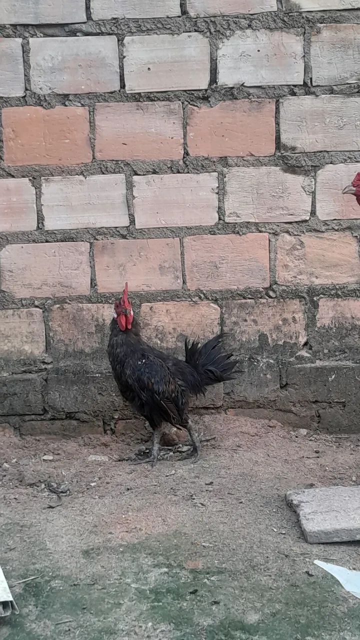 Vendo galo - Foto 4