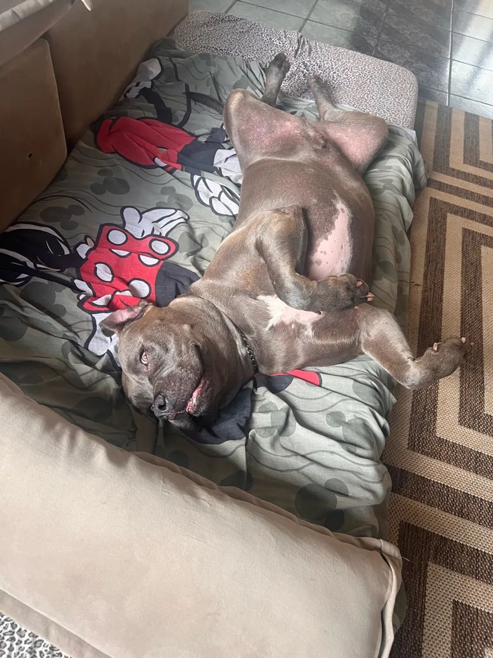 Cachorro  - Foto 5