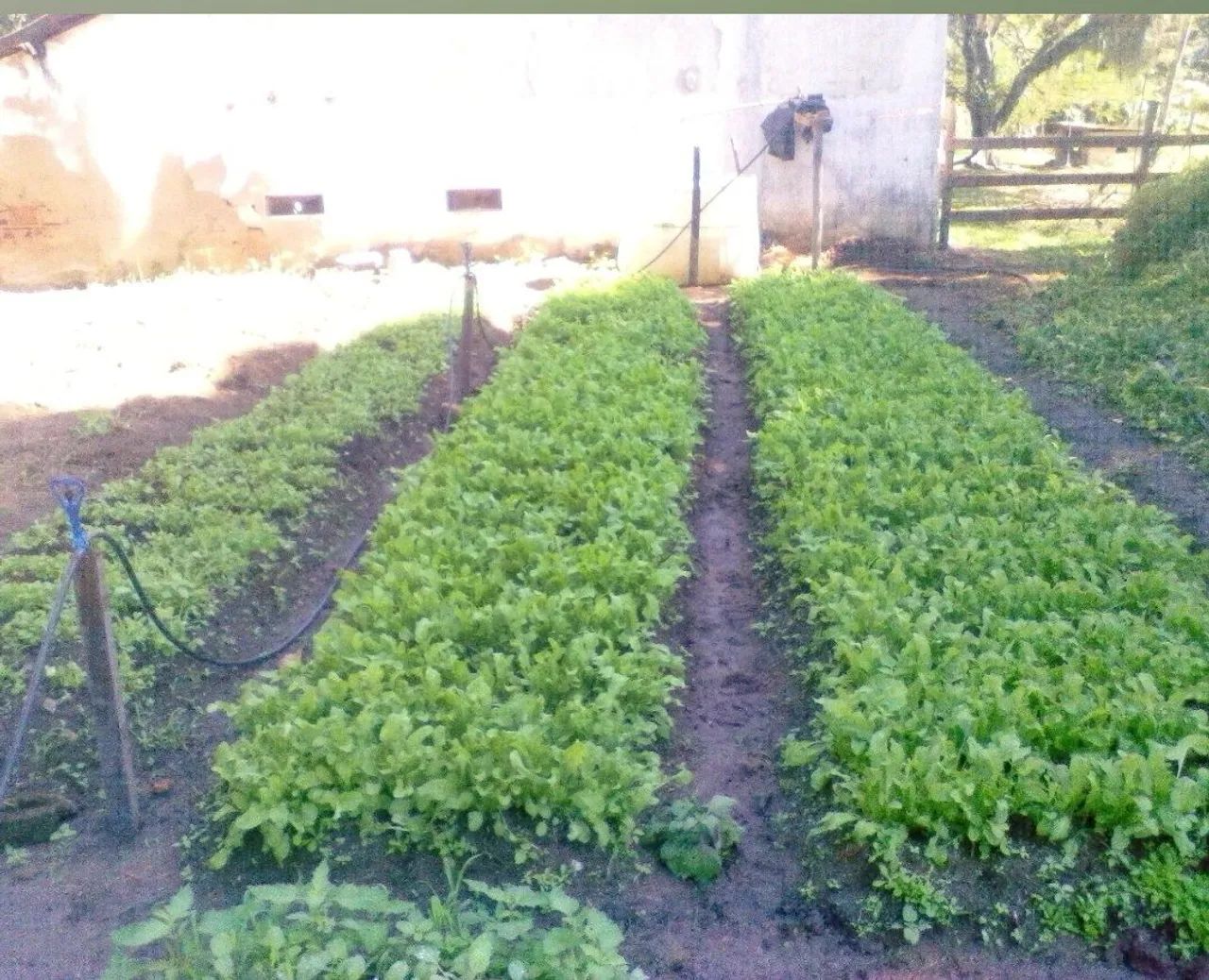 Procuro casa de caseiro  - Foto 2